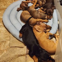 Dachshund Puppies from Blue Mist Dachshunds