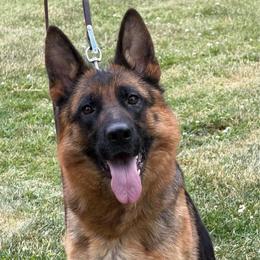 Vanta TEAM Gigelsfelsen - Black and red female German Shepherd puppy in Harvard, Illinois from Aus Dem Meer German Shepherds
