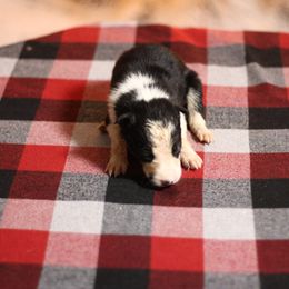 Girl 3 - Black and white female Border Collie puppy in Cadiz, Ohio from Graham Livestock