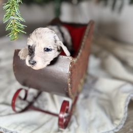 Cookie - Dapple female Dachshund puppy in Kissimmee, Florida from Mini Doxie Cuties