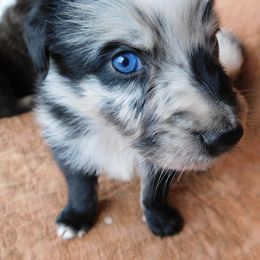 Australian Shepherd Puppies from Wagon Wheel Aussies