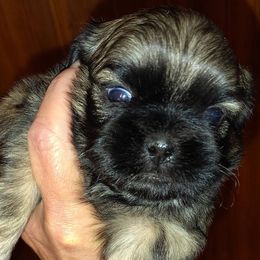 Pollie - Brindle male Shih Tzu puppy in Palmyra, New York from Karen's Tzus of Palmyra-Macedon