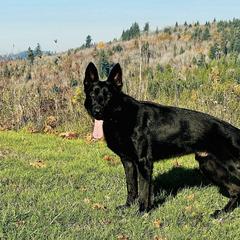 German Shepherd All Grown Up from Struenebach kennel
