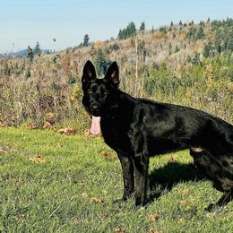 German Shepherd All Grown Up from Struenebach kennel