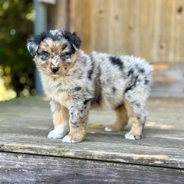 Lennox Adam - Blue merle male Australian Shepherd puppy in Statesville, North Carolina from Charming Australian Shepherds
