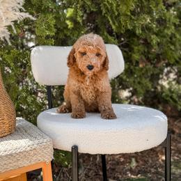 Grey collar - Apricot male Goldendoodle puppy in Spokane, Washington from Dream Doodles in Spokane WA