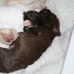 Australian Labradoodle Puppies from Windsor Creek Labradoodles
