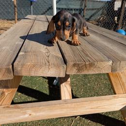 Boy dapple - Dapple male Dachshund puppy in Phelan, California from Elite Parson Russells