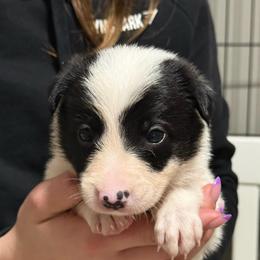 Green - Black and white male Border Collie puppy in Tallmadge, Ohio from Premier Dobermans