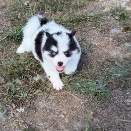 Dolly - Black and white female Pomsky puppy in Mc Minnville, Oregon from West Coast Pomskies