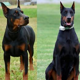 Doberman Pinscher puppies from Black Creek Dobermans