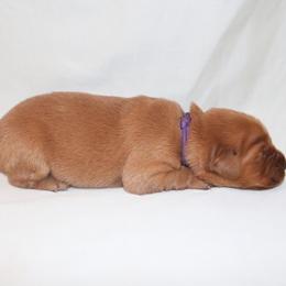 Macaron - Dark golden female Golden Retriever puppy in New Weston, Ohio from Bertke AKC Golden Retrievers and Bernese Mountain Dogs