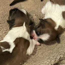 Shih Tzus from Angie's Shih Tzu Pups