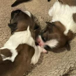 Shih Tzus from Angie's Shih Tzu Pups