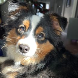 Darla - Australian Shepherd