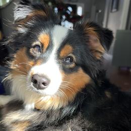 Darla - Australian Shepherd