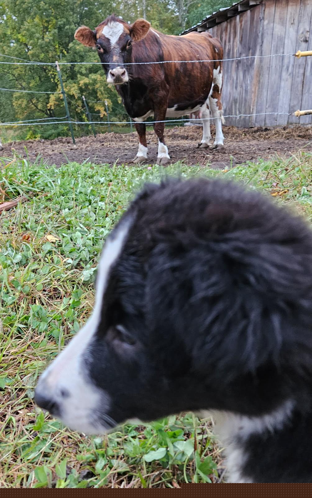 Border Collie Puppies from Pam's Border Collies