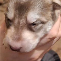 Female 1 - female Native American Indian Dog puppy in Glade Hill, Virginia from Indian Valley Kennels