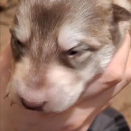Female 1 - female Native American Indian Dog puppy in Glade Hill, Virginia from Indian Valley Kennels