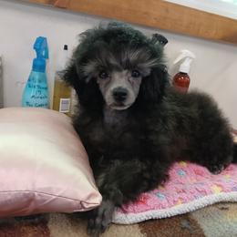 Lyka - Poodle