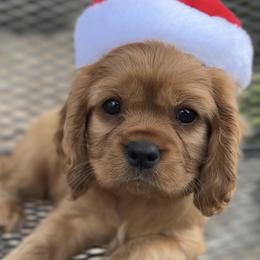 Holly - Ruby female Cavalier King Charles Spaniel puppy in New River, Arizona from Catella Cavaliers and Cavapoos