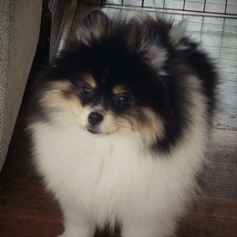 Oakley - Pomeranian