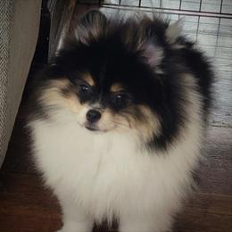 Oakley - Pomeranian
