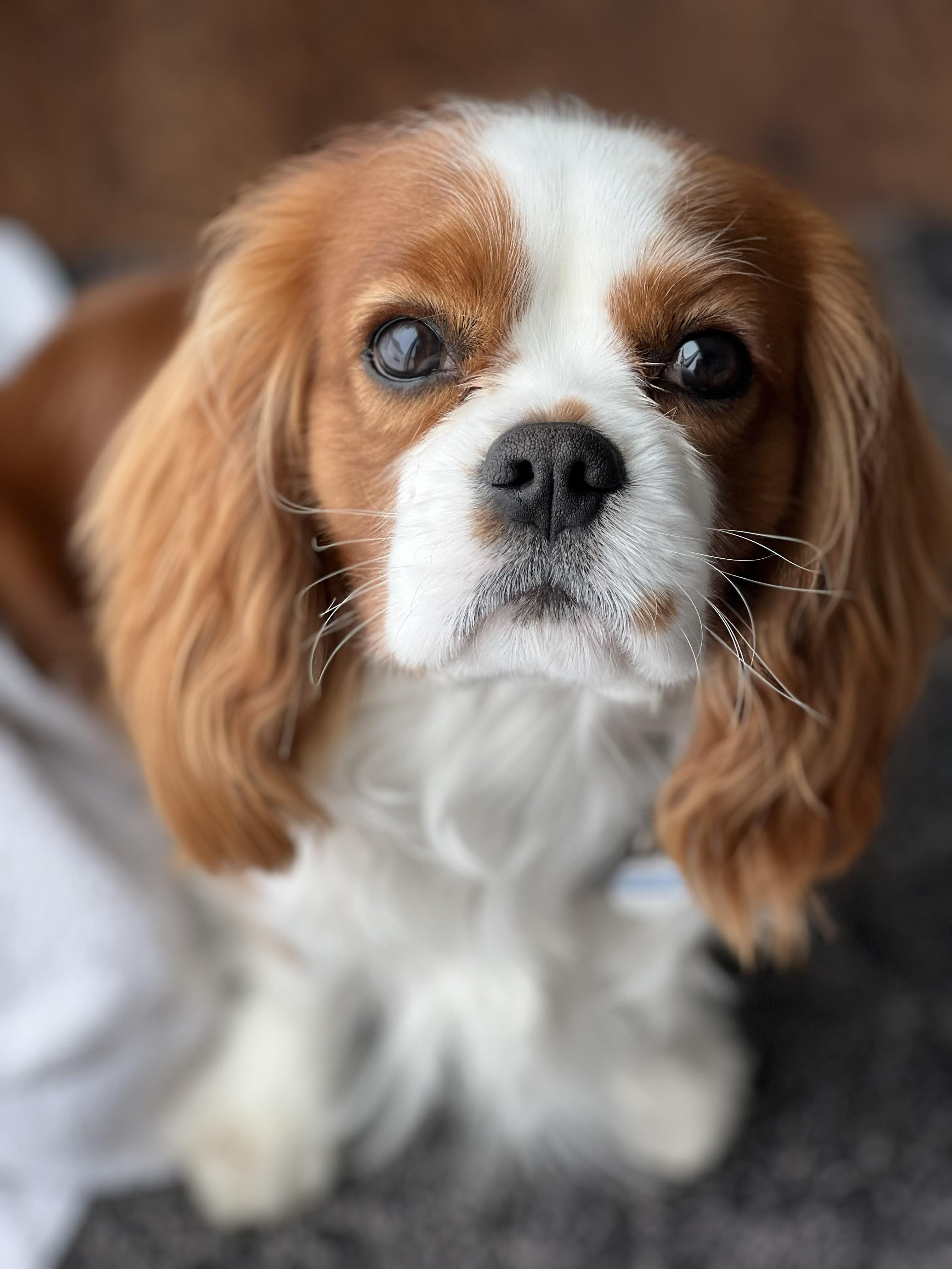 Walter