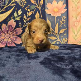 Oreo - Dapple male Dachshund puppy in Windom, Minnesota from Aster Creek Dachshunds & Australian Shepherds