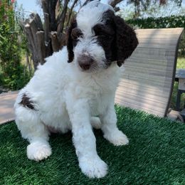 Aussiedoodle Puppies from Deason Doodles