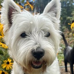 West Highland White Terriers from Emily Cunningham