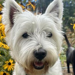 West Highland White Terriers from Emily Cunningham
