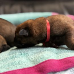 Red Collar - Red male Belgian Malinois puppy in Denver, Colorado from Morales Kennels