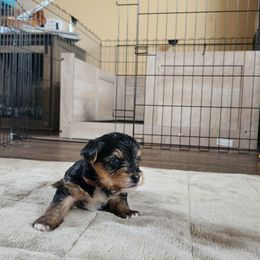 Yorkshire Terrier Puppies from Parti Time Yorkies Indy