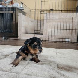 Yorkshire Terrier Puppies from Parti Time Yorkies Indy