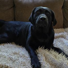 Sparkles - Labrador Retriever