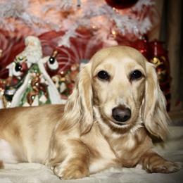 Marygold - Cream female Dachshund puppy in Washington, North Carolina from Elegant Dachshunds-Eledox