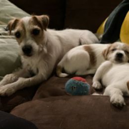 Jack Russell Terrier Puppies from Jigsaw Terriers