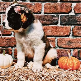 Saint Bernard Puppies from Southern Saints