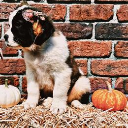 Saint Bernard Puppies from Southern Saints