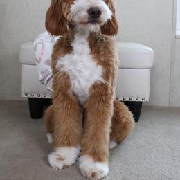 Annabelle - Goldendoodle