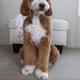 Annabelle