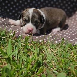 Walker - Sable male Pembroke Welsh Corgi puppy in Orrtanna, Pennsylvania from Mountain Top Shepherd's