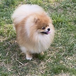 Teddy - Pomeranian