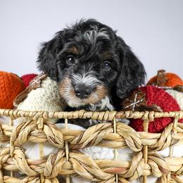 Mikku  (light blue collar) - Tri-color male Bernedoodle puppy in Lehi, Utah from Heart J Bernedoodles