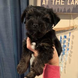 Shadow - Black and tan male Yorkshire Terrier puppy in Hulbert, Oklahoma from Timber Hills Yorkshire Terriers