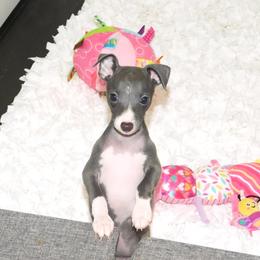 Tiffany Female 2 - Blue female Italian Greyhound puppy in Sparta Tn And Caryville Fl, Tennessee from Summerwind Kennel