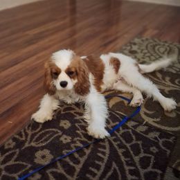 Simon - Cavalier King Charles Spaniel