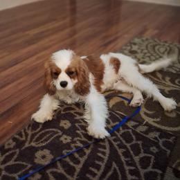 Simon - Cavalier King Charles Spaniel