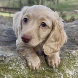Chunker - Cream male Dachshund puppy in Winder, Georgia from Empire Yorkies
